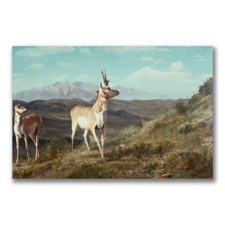 Albert Biersdant 'Antelope' Canvas Art,16x24